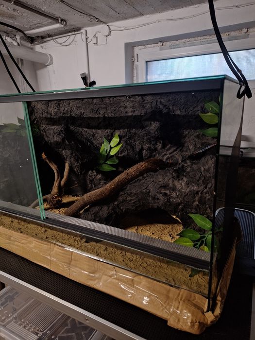 Terrarium gekon lamparci jaszczurka agama