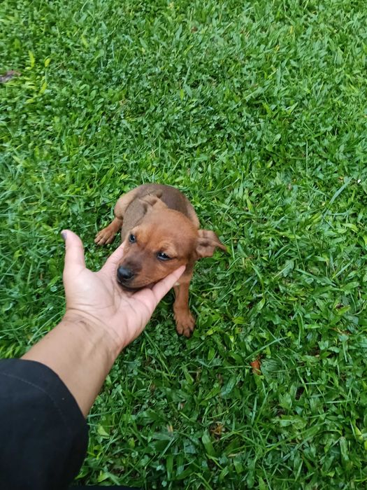 Pinscher macho castanho