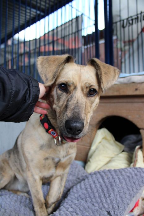 Nala - wyjątkowej urody, niewielka sunia, wróciła z adopcji!