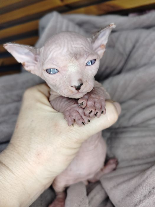 Sfinks Kanadyjski, kocurek