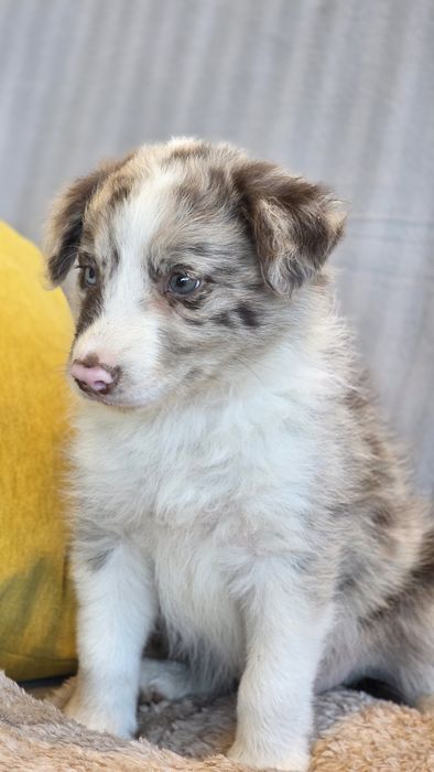 Border Collie Red Merle Macho (Olho azul e verde)