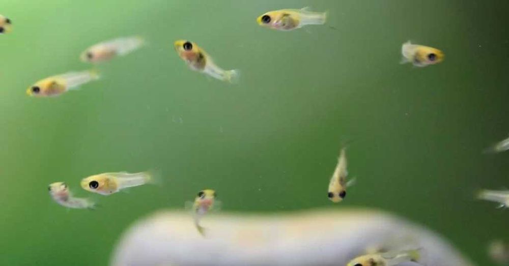 15 Guppys alevins Blue Moscow - OPORTUNIDADE