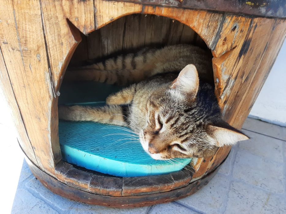 Pipo em madeira para gatos