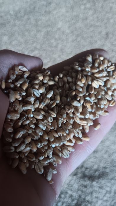 Pszenica ozima z dostawą, dla kur, kaczek i innych zwierząt