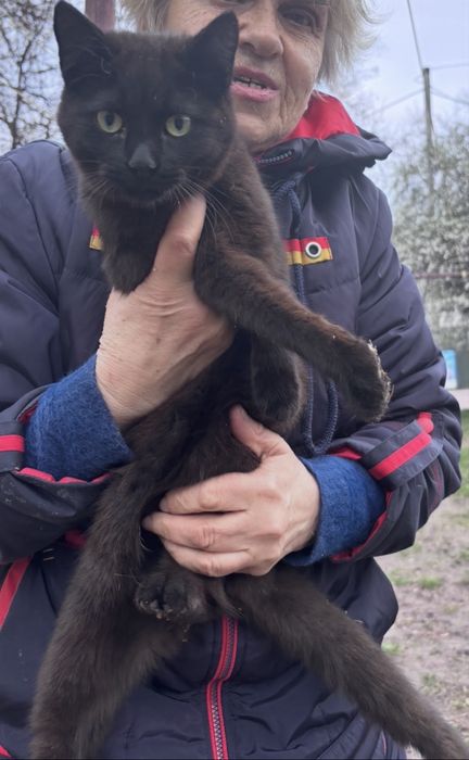 Котики в добрі руки