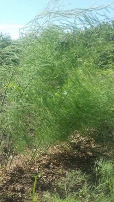 Саджанці спаржі Mary Washington 1, 2, 3 річні