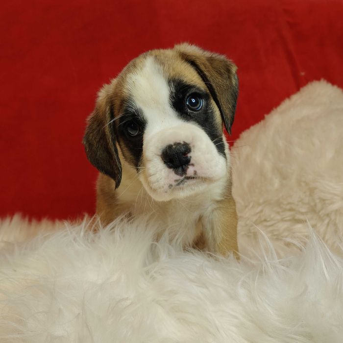 Bokser wspaniałe szczenie