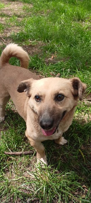 Sid poleca się do adopcji!!!