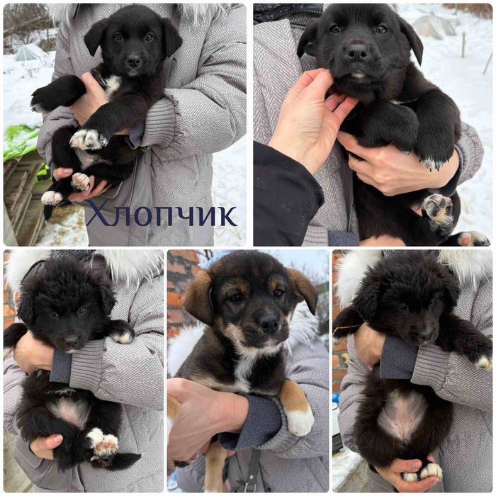 Цуценята шукають дім