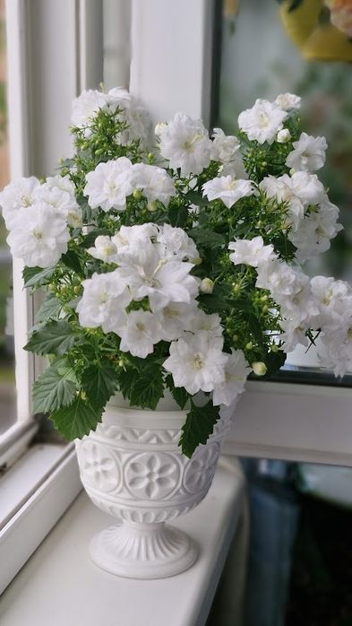 Кампанула кімнатна