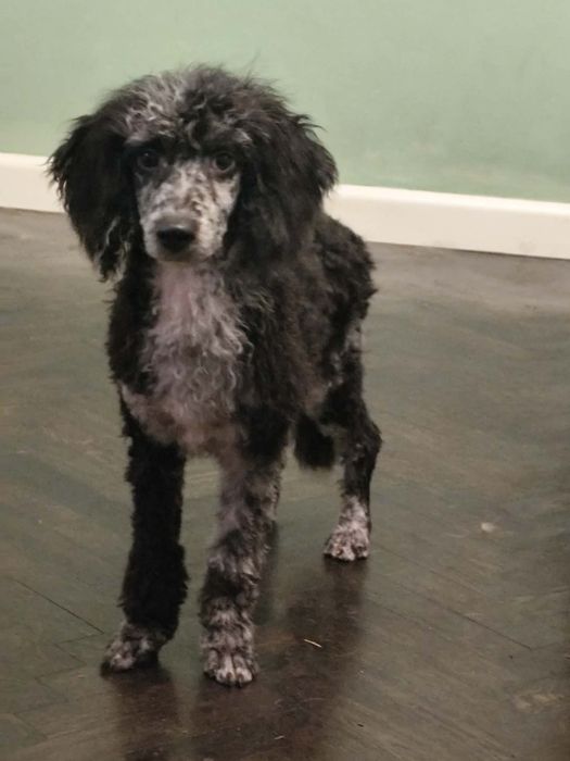 Pudel miniaturowy merle samiec