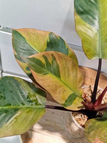 Philodendron Black cardinal Filodendron
