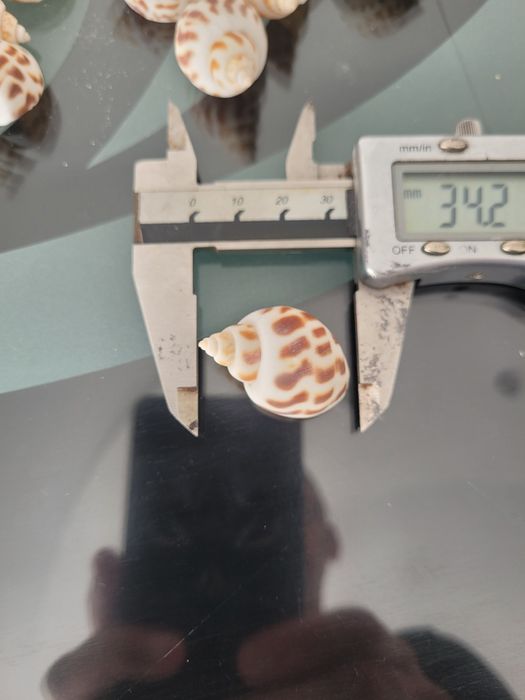 Muszle ślimaków Babilonia dla kraba pustelnika akwarium morskie