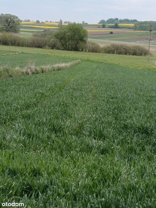 Działka z dojazdem asfaltowym