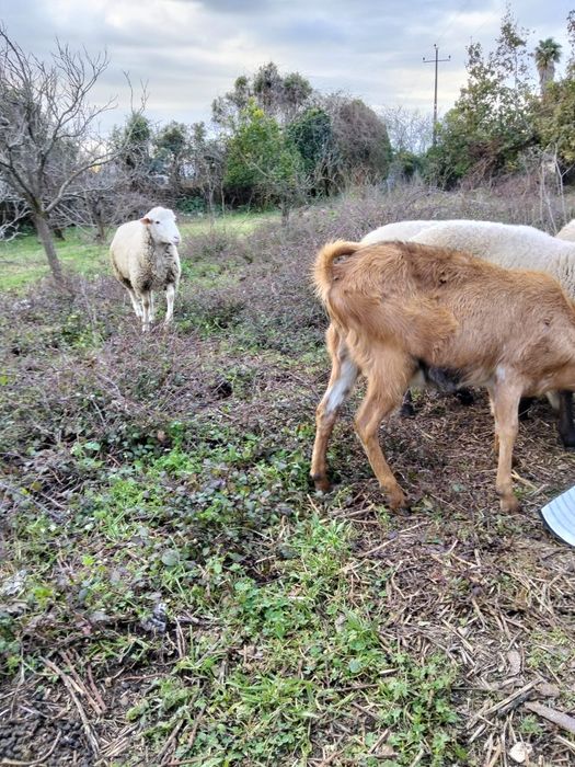Ovelhas e cabras