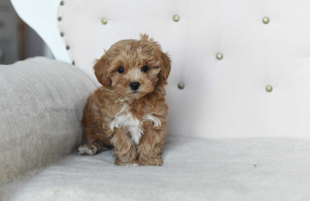 Maltipoo-sliczny maluch