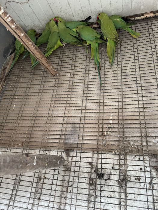 Ring neks verdes de 2024