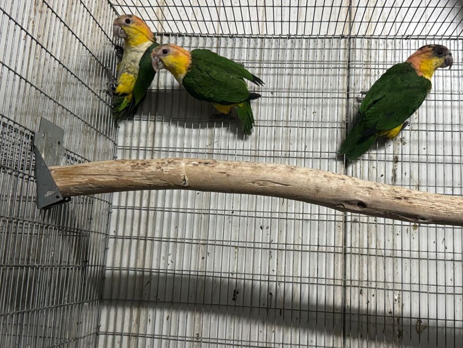 Marianinha cabeça preta