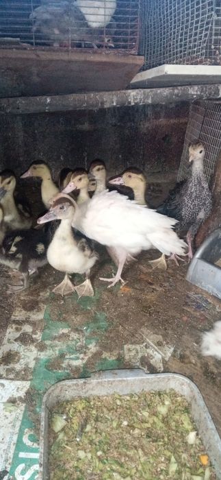 VENDO Perus caseiros