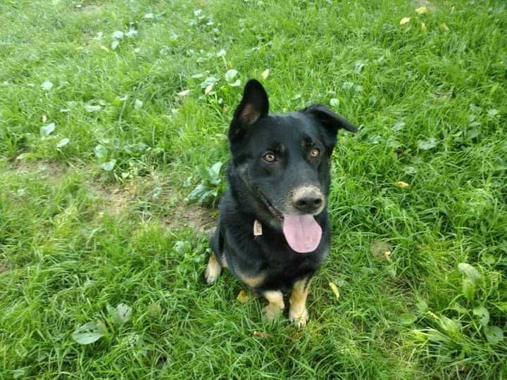 Kochany pies Filar szuka domu! Do adopcji !