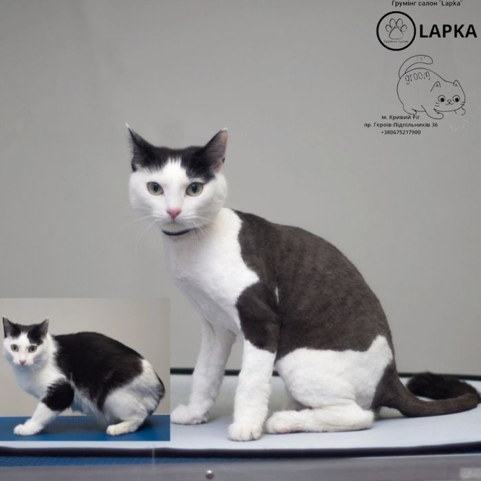 Стрижка котів та собак.
