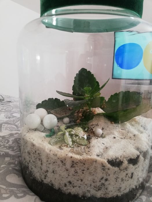 Sprzedam kwiaty doniczkowe