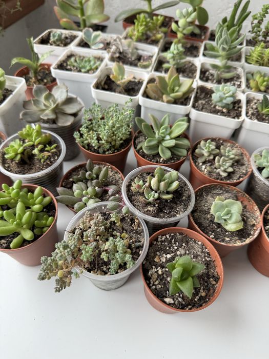 Продам сукуленти