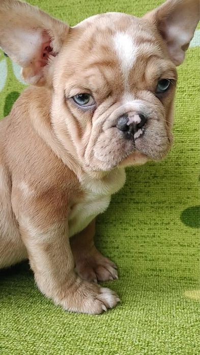 Bulldog francês macho  metle exirico