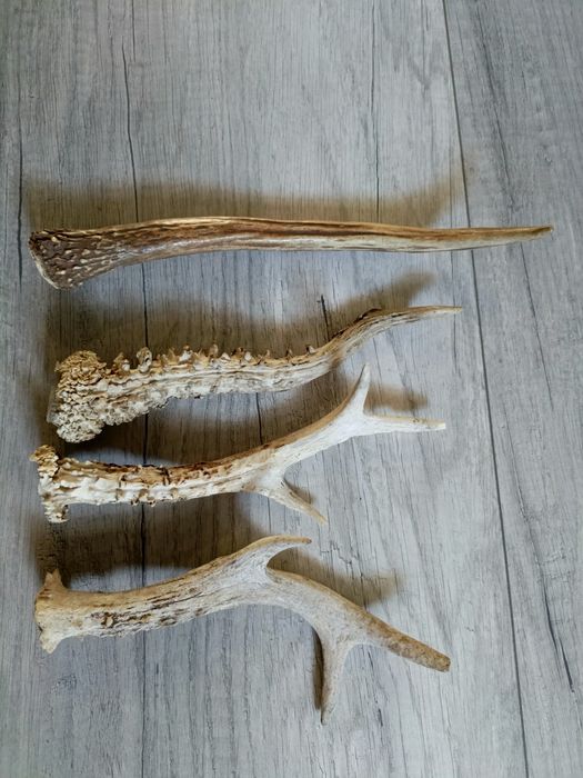 Zestaw parostków sarny (4 szt.) – najdłuższy 26-27 cm, solidne!