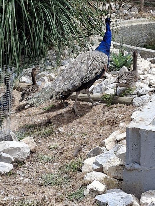 Patos carolinos Pavões e faisões