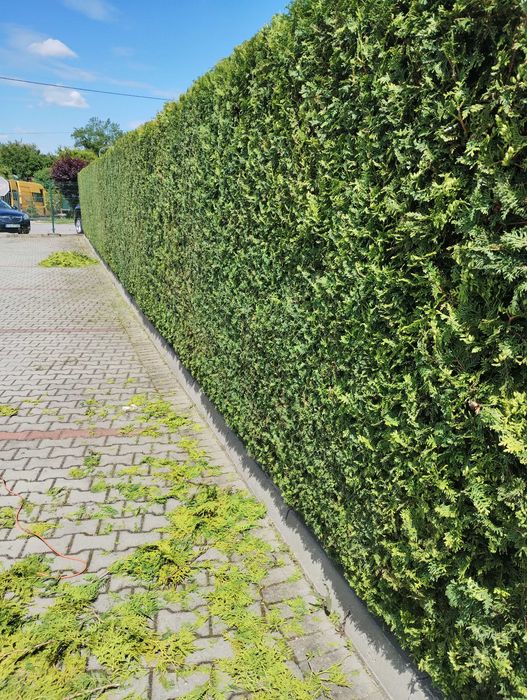 Usługi Ogrodnicze., Zakładanie Ogrodów