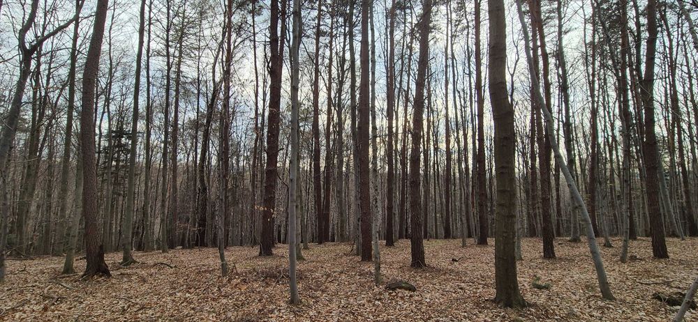 Las na sprzedaż 42 ary  Szufnarowa