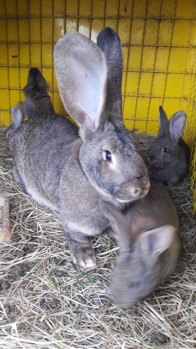 Olbrzym Belgijski młode