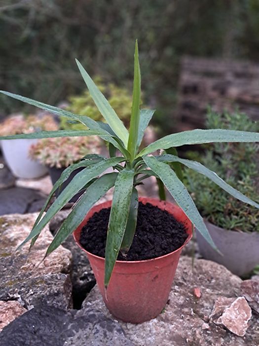 Yuca, Yucca (Iúca),Yucca gigantea
