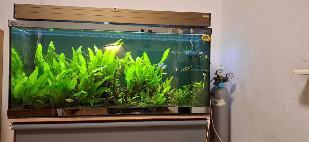 Akwarium 330 l  z życiem plus gratisty