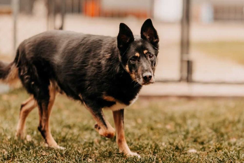 Piękny, mądry, spokojny Szaman poleca się do adopcji!!!