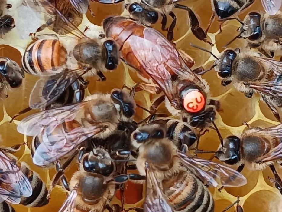 Пчеломатки Бакфаст