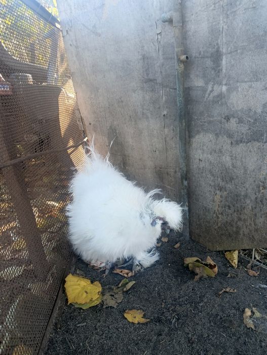 Kury koguty silki USA