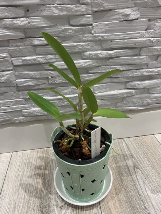 Орхідея Cattleya Forbesii Larissa x self