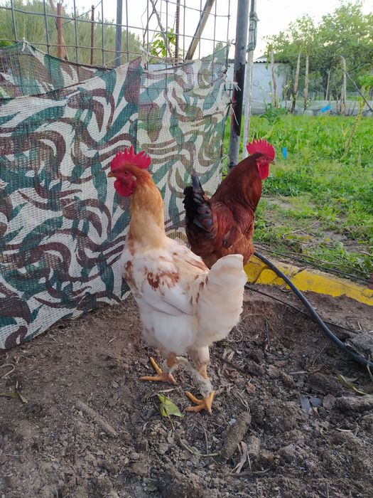 Galos caseiros vivos