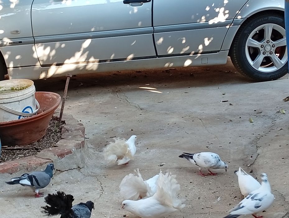 Caturras pombos e rolas