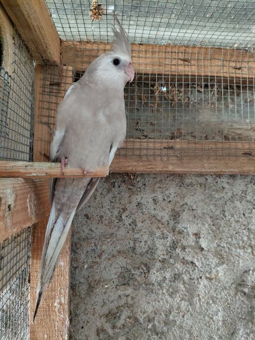 Caturras pérola face branca e amarela e caturra femea albina