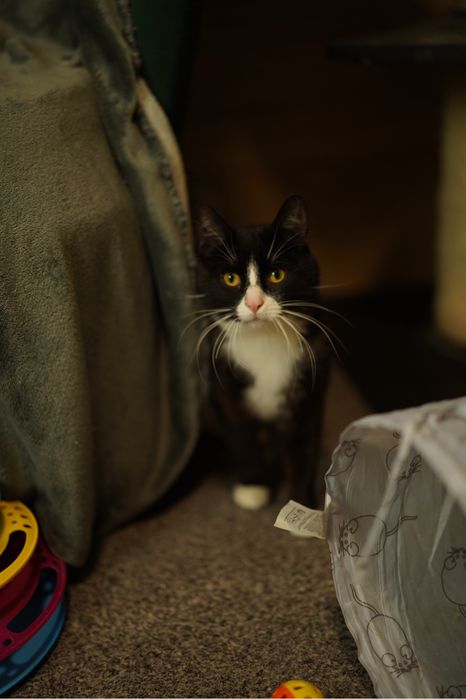 Oddam kota w dobre rece – Panduś