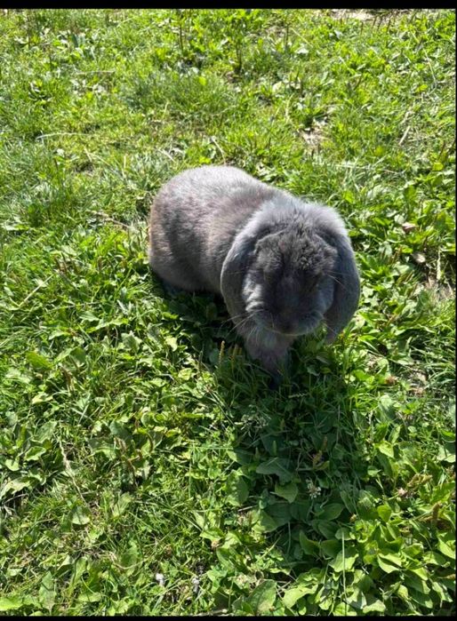 Продаю кролика породи " Французький баран".
Вік :10 місяців.
(молодий