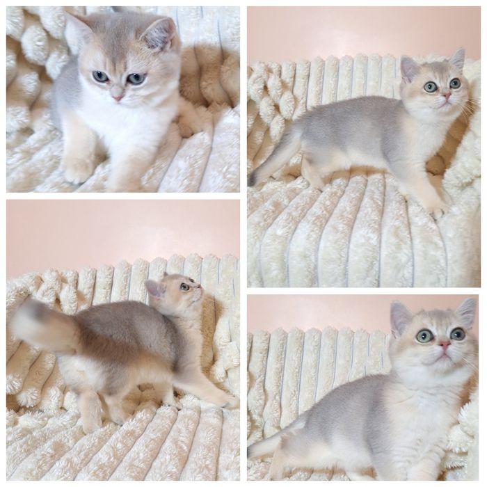 Британська Блакитна Золота шиншила