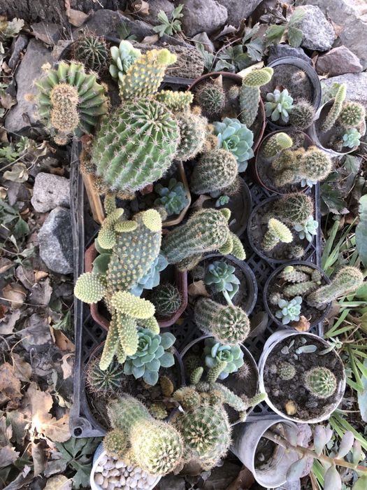 Композиції з кактусів