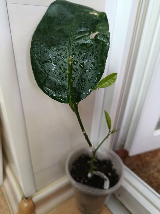 Саженец Юбилейного лимона + лимон Мейера