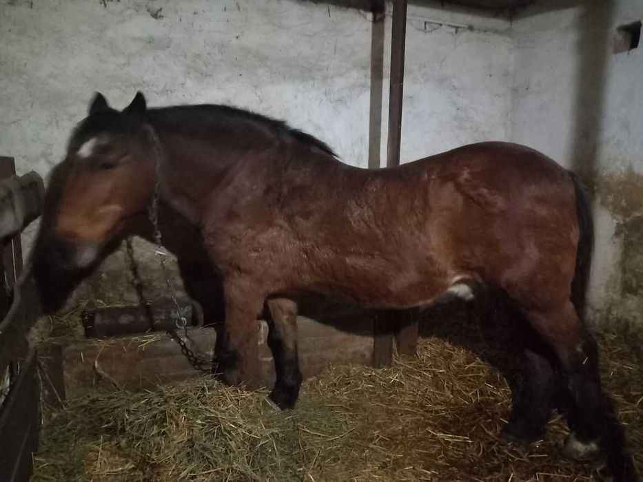 Кінь, робочий, спокійний,16 років.
