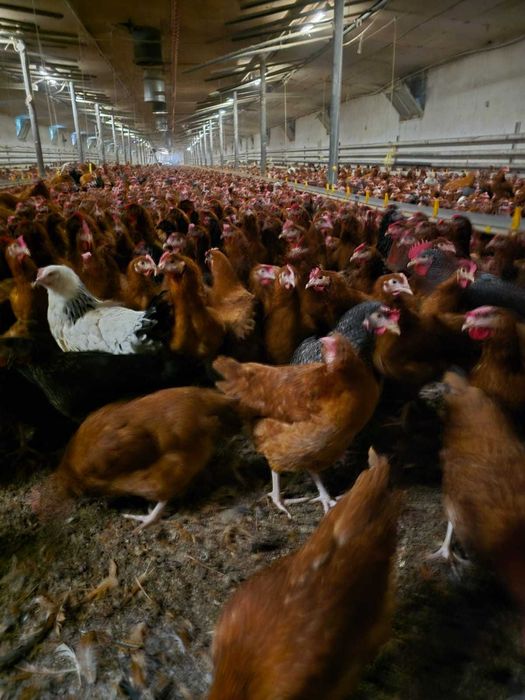 Kury nioski Rosa prosto od hodowcy. Tetra z wolnego wybiegu dowóz