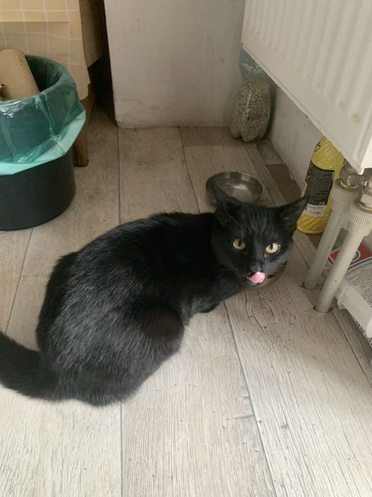 Отдам в хорошие руки кошечку